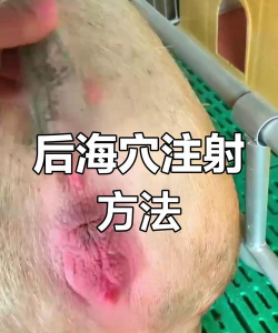 母猪脱肛打什么针