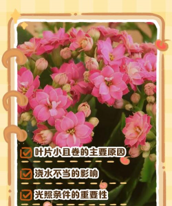 小众送妈妈的花有哪些花