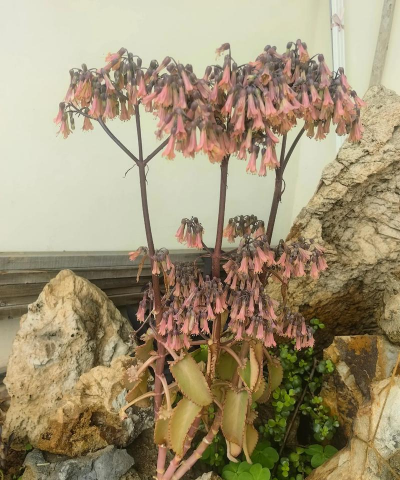 落地生根什么季节开花