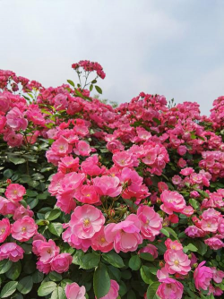 蔷薇开什么颜色的花