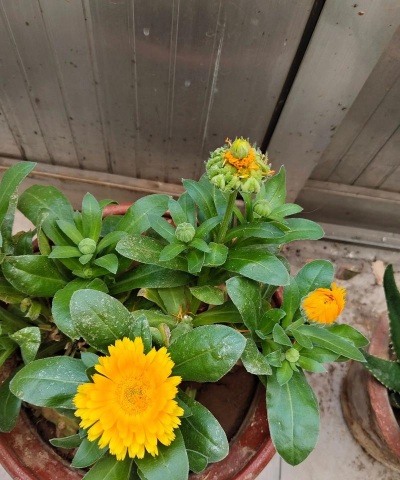 小众送妈妈的花有哪些花