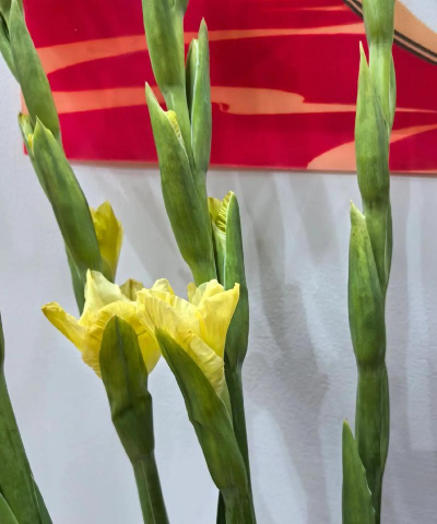 小众送妈妈的花有哪些花