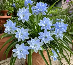 小众送妈妈的花有哪些花