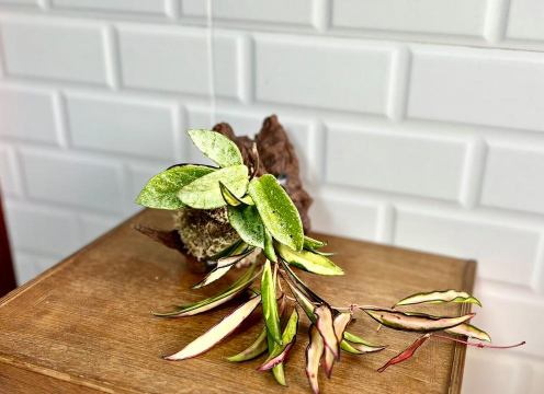 小众送妈妈的花有哪些花