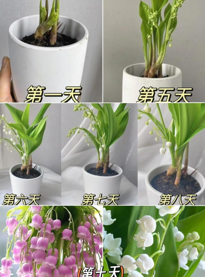 小众送妈妈的花有哪些花