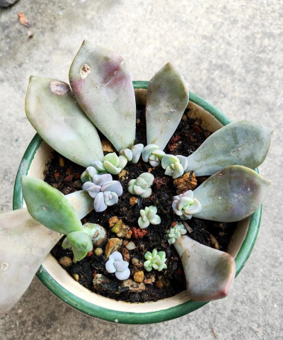 小众送妈妈的花有哪些花