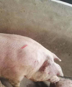 小众送妈妈的花有哪些花