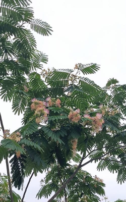 小众送妈妈的花有哪些花