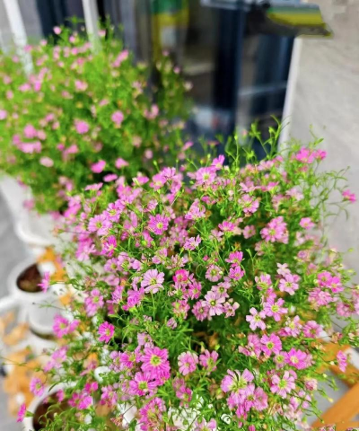 小众送妈妈的花有哪些花