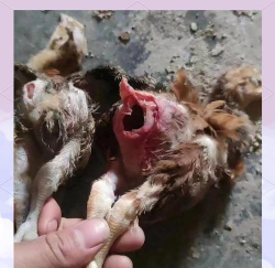 小众送妈妈的花有哪些花