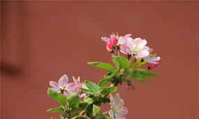 小众送妈妈的花有哪些花