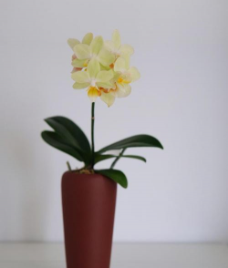 小众送妈妈的花有哪些花