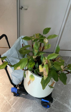 小众送妈妈的花有哪些花