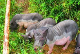 广东有什么土猪