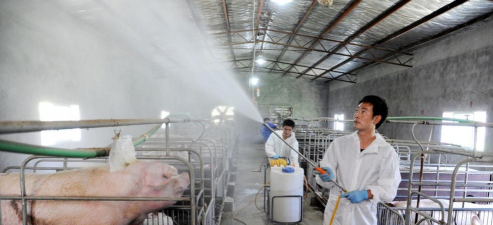 小众送妈妈的花有哪些花