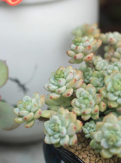 小众送妈妈的花有哪些花