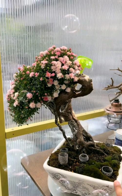 小众送妈妈的花有哪些花