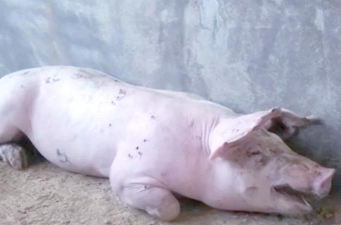 小众送妈妈的花有哪些花