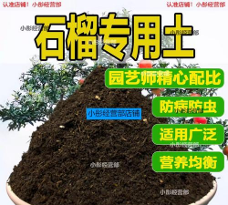 小众送妈妈的花有哪些花