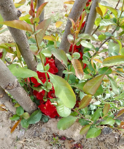 小众送妈妈的花有哪些花