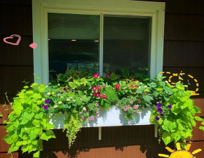 小众送妈妈的花有哪些花