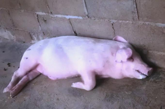 小众送妈妈的花有哪些花