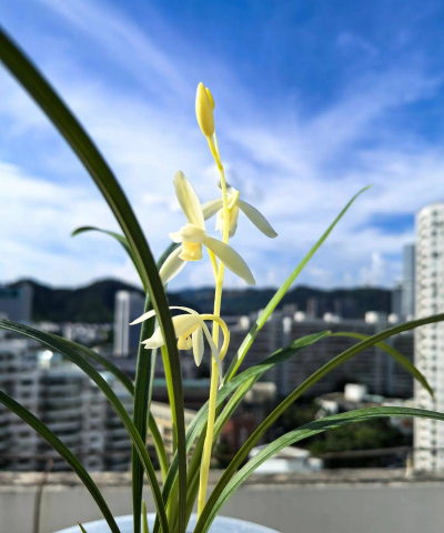 小众送妈妈的花有哪些花