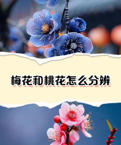 小众送妈妈的花有哪些花