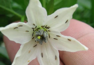 小众送妈妈的花有哪些花