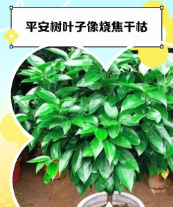 什么树的叶子像平安