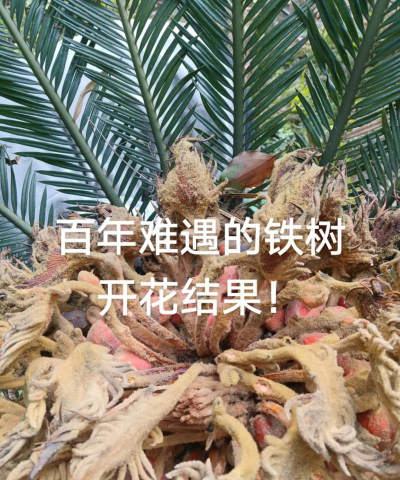 小众送妈妈的花有哪些花