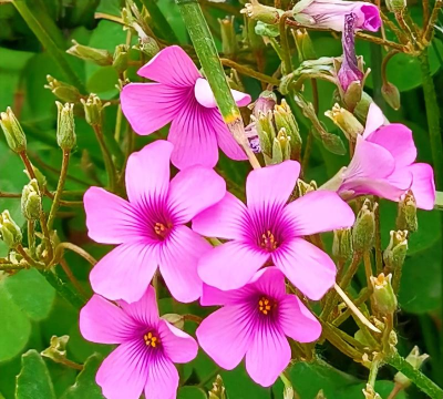 小众送妈妈的花有哪些花