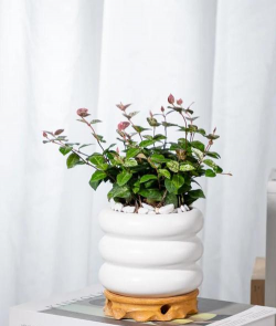 小众送妈妈的花有哪些花