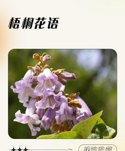 梧桐树的花语