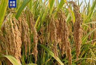 2021年超级稻品种 2021年超级稻品种