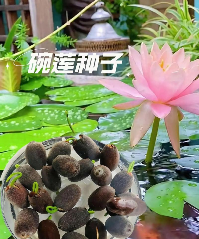 小众送妈妈的花有哪些花