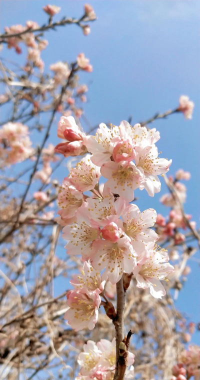 小众送妈妈的花有哪些花