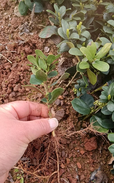 无刺枸骨树种子能出苗吗