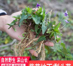 新鲜紫花地丁深山药材