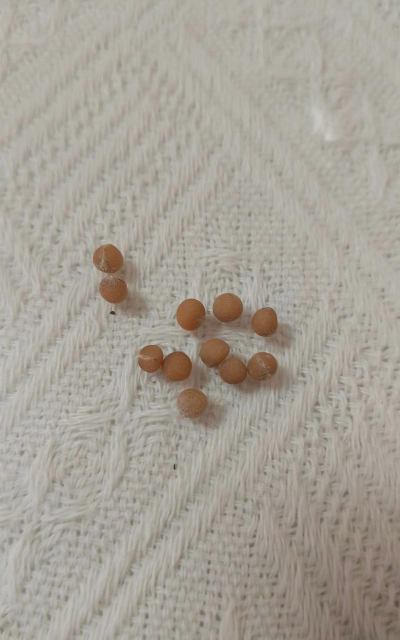 小众送妈妈的花有哪些花