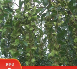 新采马甲子树种子