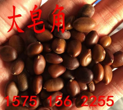 新采皂角树种子皂荚种籽子大