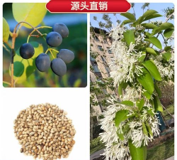 小众送妈妈的花有哪些花