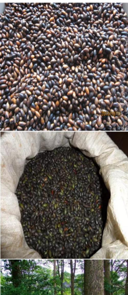 小众送妈妈的花有哪些花