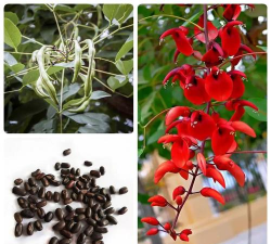 小众送妈妈的花有哪些花