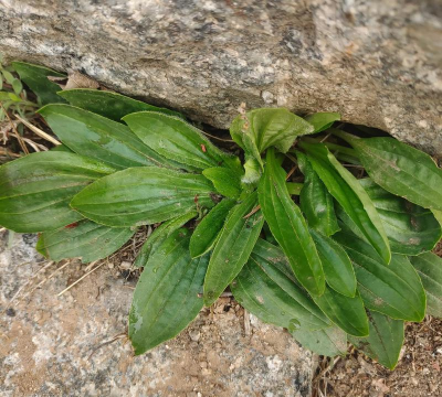 新采回的车前子草能蘸蒋吃吗