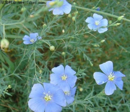 新西兰半边莲是六倍利吗