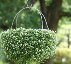 小众送妈妈的花有哪些花