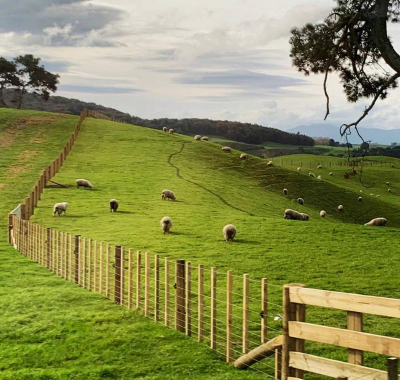 小众送妈妈的花有哪些花