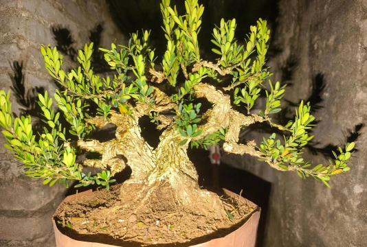 小众送妈妈的花有哪些花